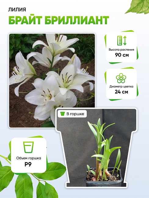 Лилия Брайт Бриллиант